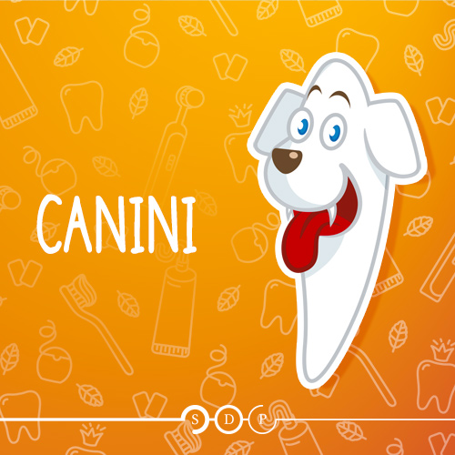 Dente canino